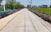 北洲子镇向阳村：巧手育出三公里花路 微实事点亮和美乡村