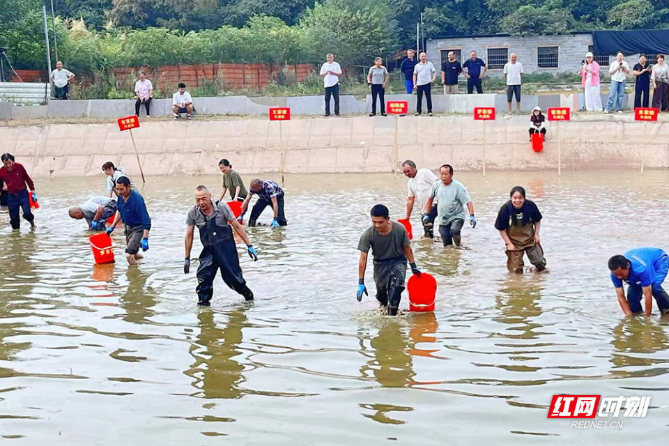 岳塘区昭山镇红旗村抓甲鱼比赛很有“趣”