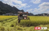 稻香满召市 机械化采收跑出秋收“加速度”