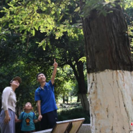 东西问|白宫欢迎宴上提到的红杉:一棵国礼树,半世中美情