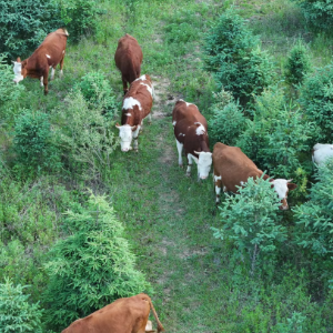 不到30小时,宁夏牛肉“直奔”长三角餐桌|活力中国调研行