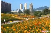双节同庆·福游怀化丨怀化玺园社区公园硫华菊绽放引客来