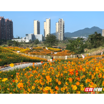 双节同庆·福游怀化丨怀化玺园社区公园硫华菊绽放引客来