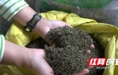 药香满山野 古丈县红石林镇吴茱萸迎来采摘季