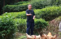 从一叶茶香到种养循环 紫金茶园里的“生态经济学”