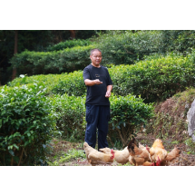 从一叶茶香到种养循环 紫金茶园里的“生态经济学”