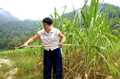 慈利县长潭河村：废弃石料场修复后长出“甜蜜”产业