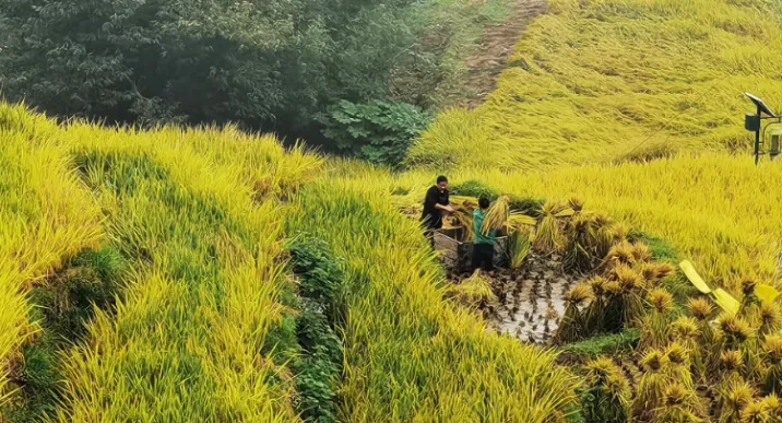 秋临紫鹊界，千层梯田染尽稻黄