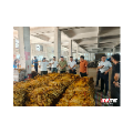 安仁县:片片“黄金叶”铺就振兴路
