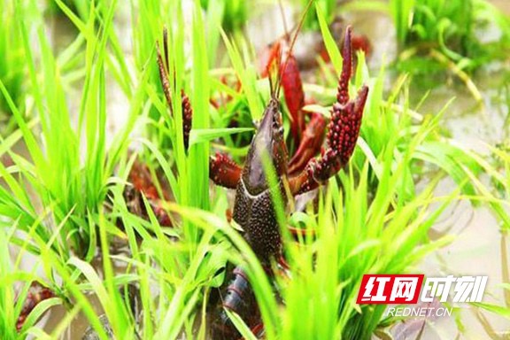 小龙虾与水稻共存互利。.jpg
