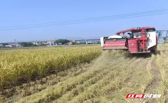 安仁县牌楼乡：禁烧秸秆护蓝天 综合利用促振兴