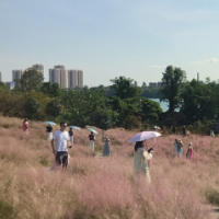 永州:花开如梦添新彩 粉黛如云入画来