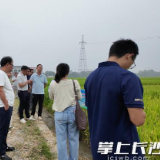 “看禾选种”优中选优!长沙开展“长沙好米”中晚稻品种现场观摩评选活动