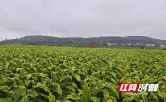 嘉禾县普满乡：烟农喜获丰收