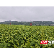 嘉禾县普满乡：烟农喜获丰收