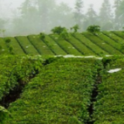 桑植白茶美文品读|那茶·那山·那人——蹇家坡马龙山茶园见闻