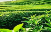 湘聚茶乡·商赢未来丨茶陵农业资源招商推介