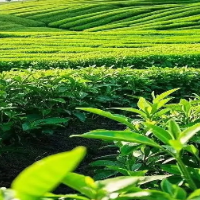 湘聚茶乡·商赢未来丨茶陵农业资源招商推介