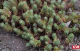 新物种+1！湖南南岳发现景天科植物新物种——衡山景天