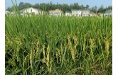 泥江口镇：沃土提质焕新貌 良田增产迎丰收
