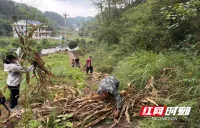 张家界桑植县马合口白族乡：秸秆清零除隐患 路域焕新美家园