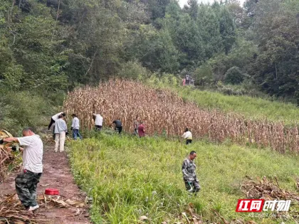 桑植县马合口白族乡：秸秆清零除隐患 路域焕新靓家园