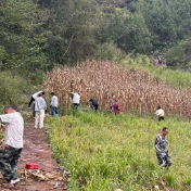桑植县马合口白族乡：秸秆清零除隐患 路域焕新靓家园