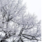 芙蓉·诗歌丨芳菲:雪花与浪花