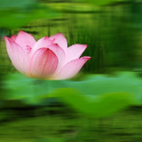 芙蓉·小说丨张学东:鱼缸