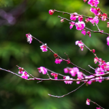 芙蓉·小说丨马亿:替代者