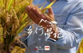 乡行“曼”记丨聂市镇：稻浪深处出新香