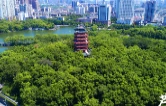 丹青绘华诞 株洲这场77㎡巨幅画卷创作活动邀您来打卡
