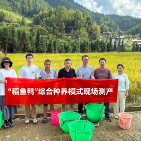 桂东“稻鱼鸭”丰收节：一田三收，亩均产值6000元