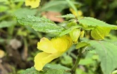 国庆游张家界｜金鞭溪景区龙虾花雨后盛放 晶莹剔透迎客来