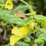 国庆游张家界｜金鞭溪景区龙虾花雨后盛放 晶莹剔透迎客来