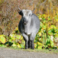 李记者的大自然课丨这儿的牛牛满山跑