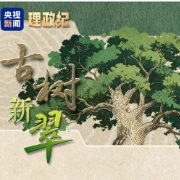 理政纪丨古树新翠