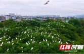 新宁夫夷江湿地：万千候鸟南迁“栖”祝“湿”意国庆