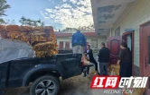 慈利县赵家岗土家族乡银寨村烤烟喜获收成