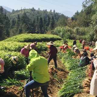 邮储银行郴州市分行激活特色农业全产业链  助力汝城小黄姜走向海外市场