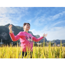 视频丨涟源湄江：十里画壁“丰”景如画 金色稻浪引客来