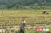 一水两用，一田双收 花垣县懂马村稻鱼共生闯出生态致富路