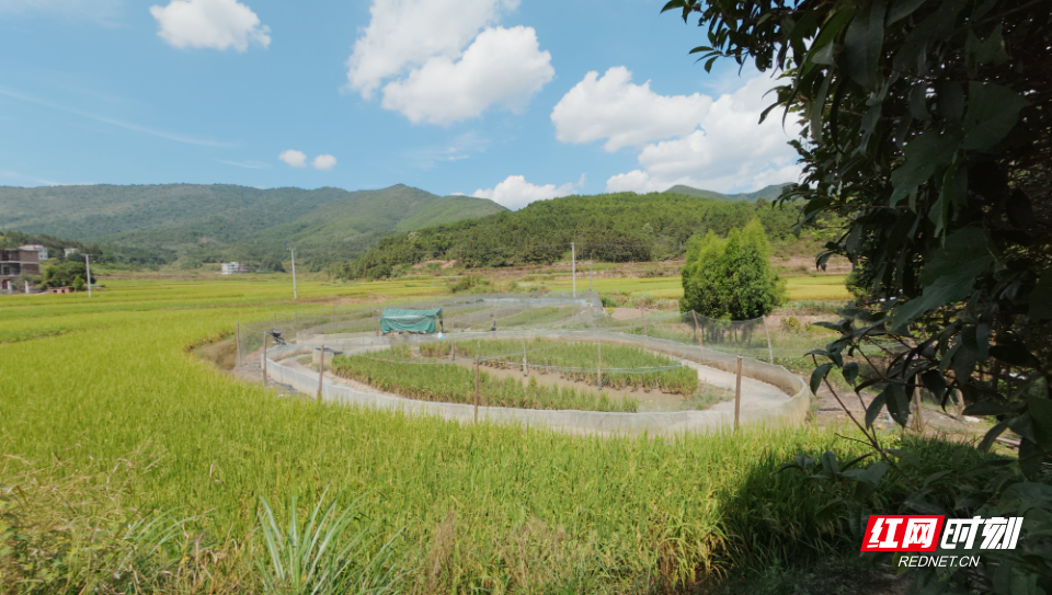 DJI_20260929121752_0747_D_副本.jpg