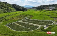 桂阳县：稻蛙共养 助农增收