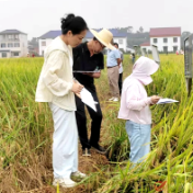 攸县:优选良种强根基 田间鉴稻保粮安