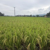 慈利县岩泊渡镇:千亩稻浪绘秋色 优质稻米迎丰收