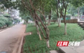 网格“吹哨”部门“报到”，“斑秃”绿地这样“长”回来