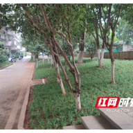 网格“吹哨”部门“报到”，“斑秃”绿地这样“长”回来