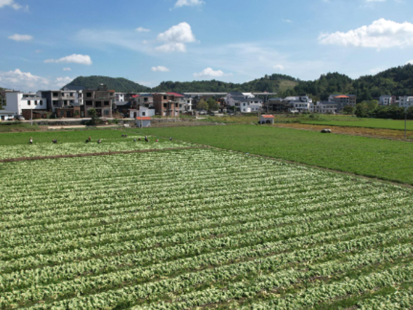新田：芥菜迎首茬采收 “一年三茬”轮作串起增收链