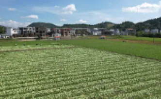 新田：芥菜迎首茬采收 “一年三茬”轮作串起增收链